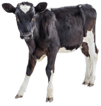 Another cow