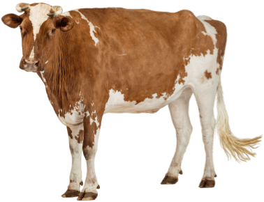 Cow