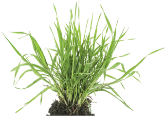 Grass