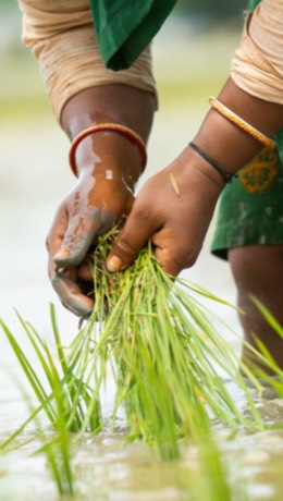 A closeup of a farmers hands while harvesting rice in a wet field.