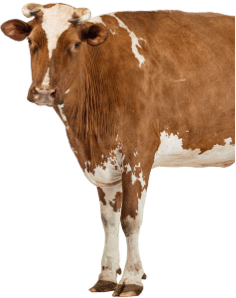 A cow